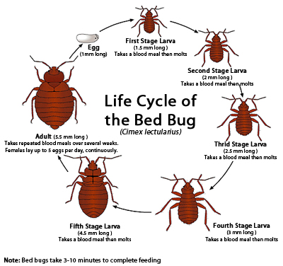 Bed Bug Exterminator Nyc